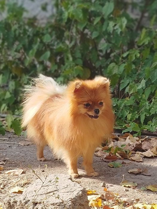 Шпиц  померанский