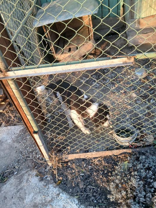 Caini de rasă  , vaccinați