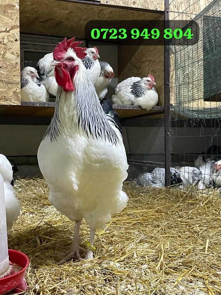 Pui gaini de rasa Australorp Sussex HD Brahma Combatant Marans Jersey