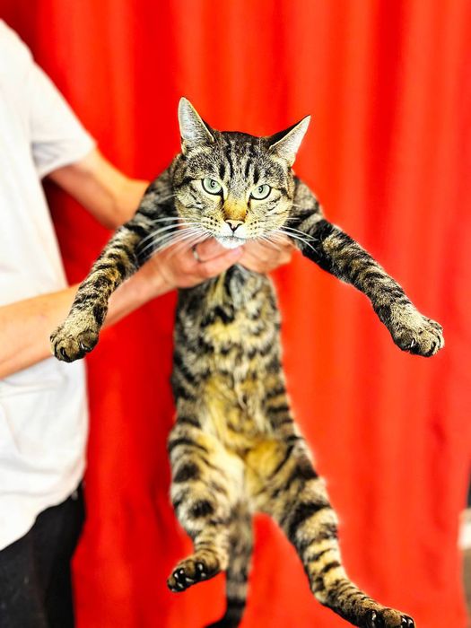 Котик в поисках дома