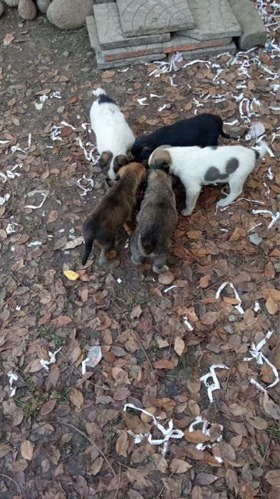 Отдам щенят бесплатно