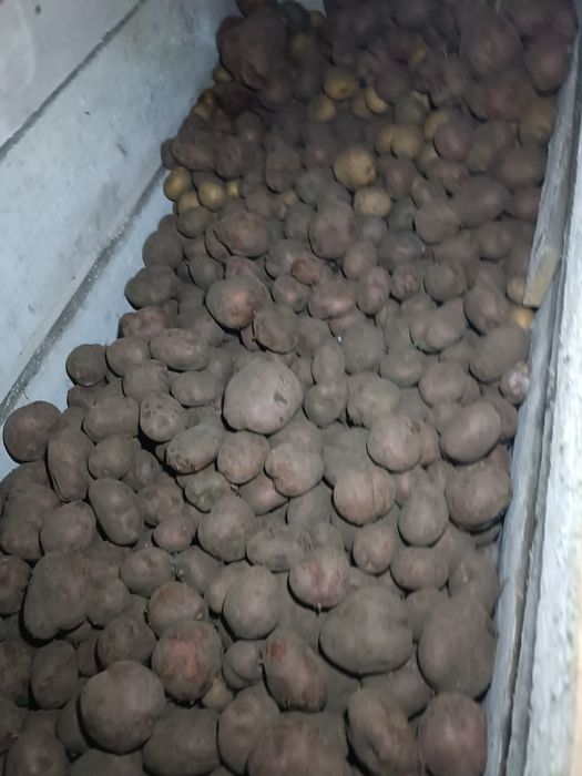 Домашняя картошка