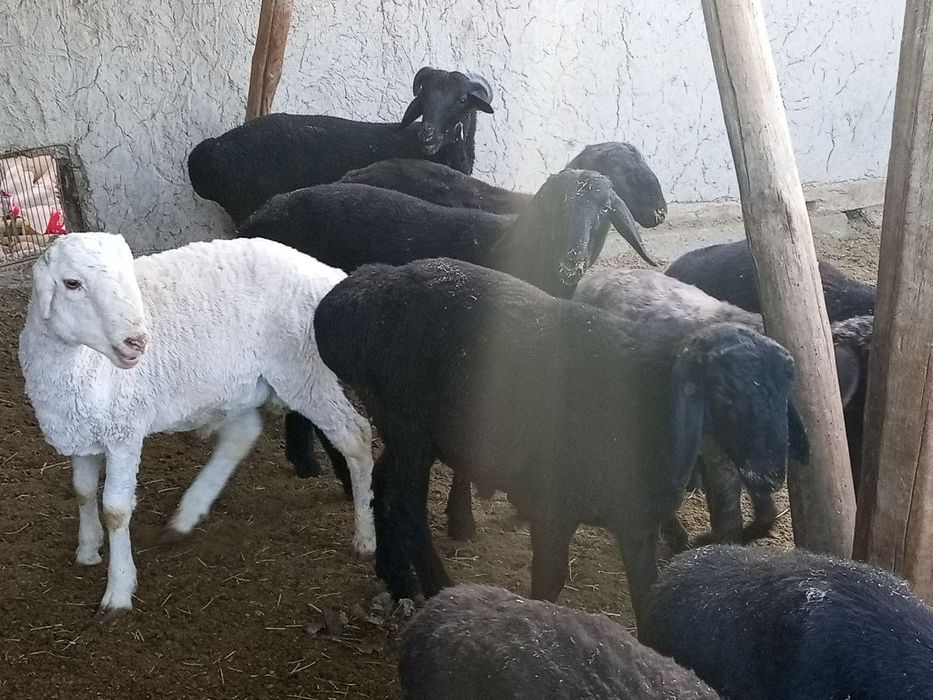 Qoʻchqor barralar sotiladi.Kelishilgan narxlarda