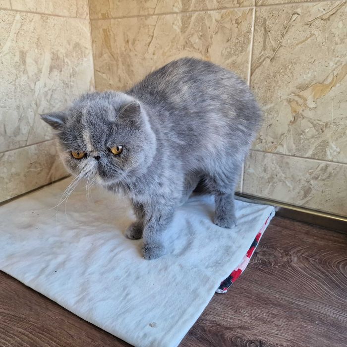 Женски екзотични персийски котки на 4,5 години и 2,5 години.