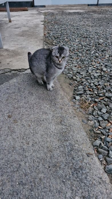 Продам породисты кошку 2000