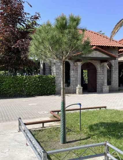 Pinus Pinea (средиземноморски бор)