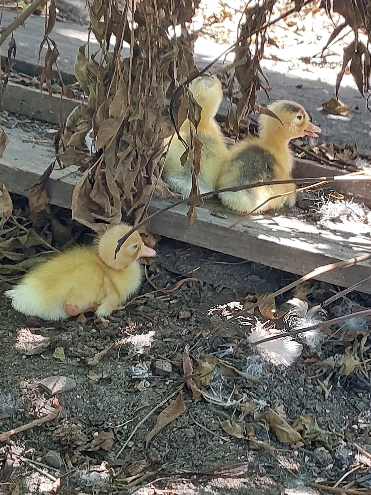 Rata românească cu boboci (pekin)