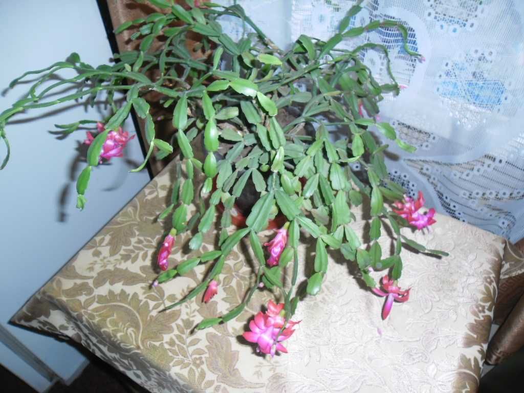 Домашний цветок ДЕКАБРИСТ -5 лет