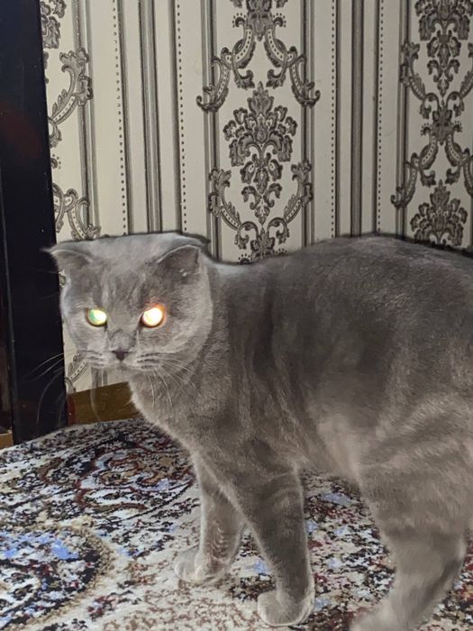Кошка британская вислоухая