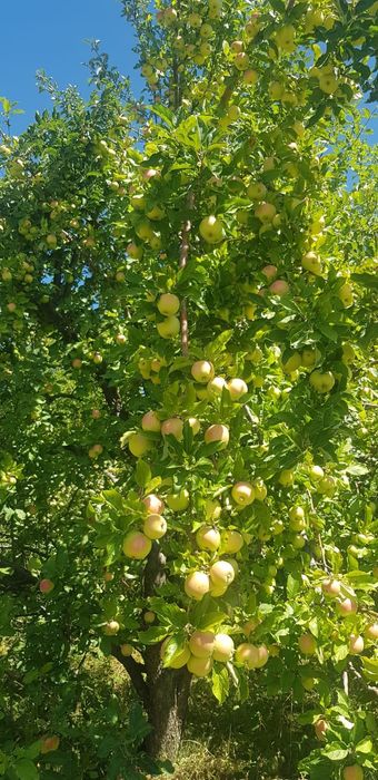 Яблочный сад, частная собственность