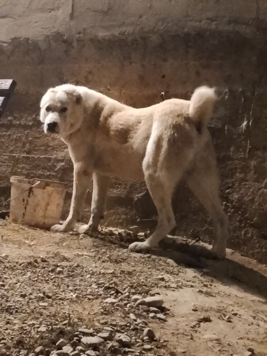 Еркек ИТ сатылады