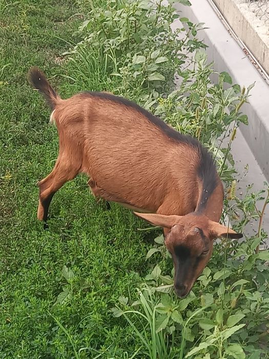 Țapi Alpina Franceza