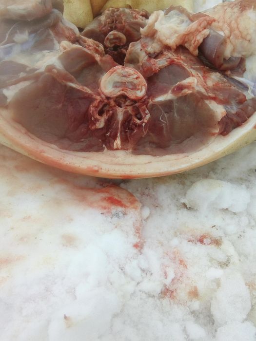 Продам мясо свинина домашнее