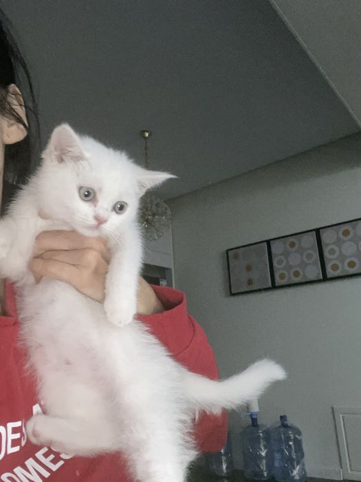Кошка скотиш страйт
