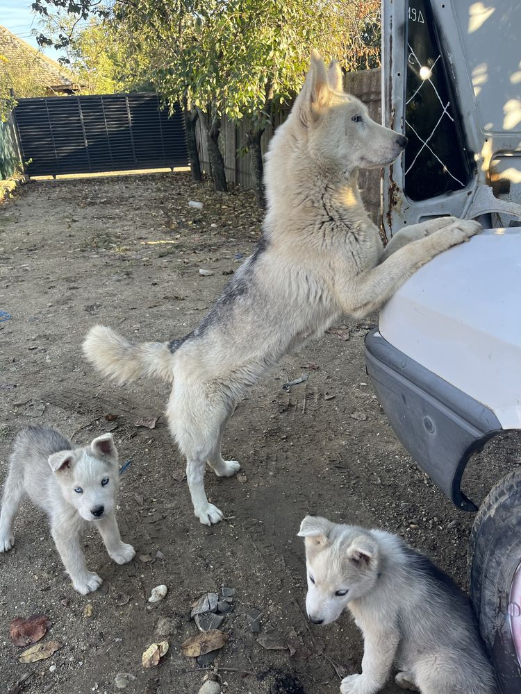 Donez două cățele husky siberian