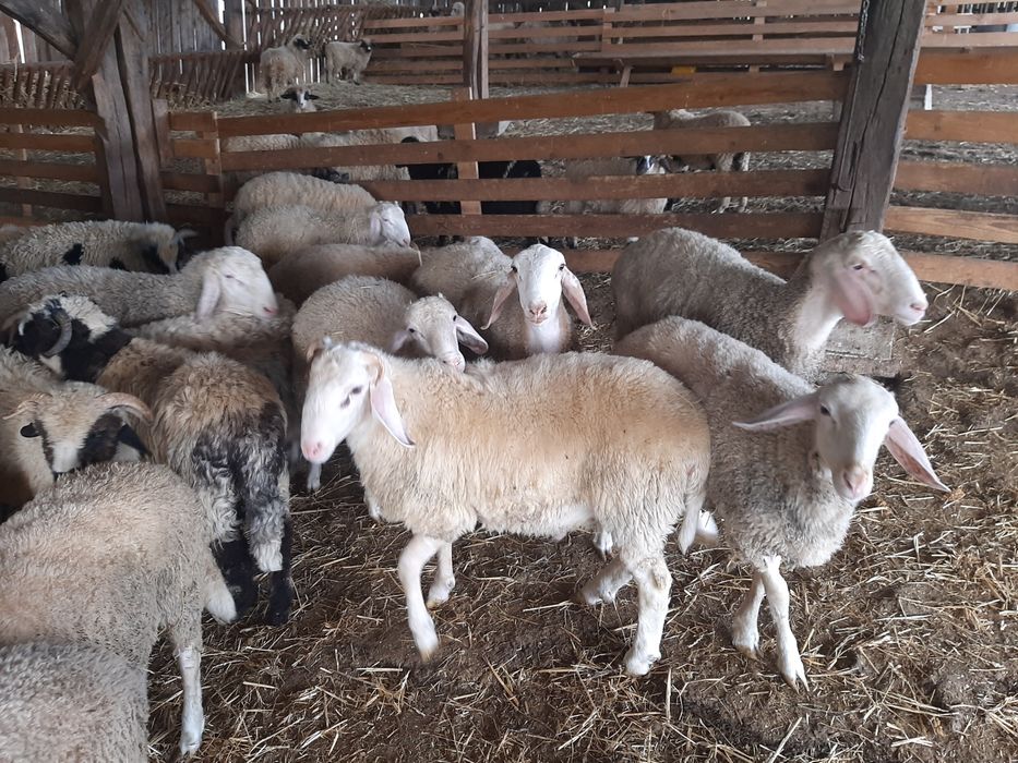 Vând  berbecuți assaf