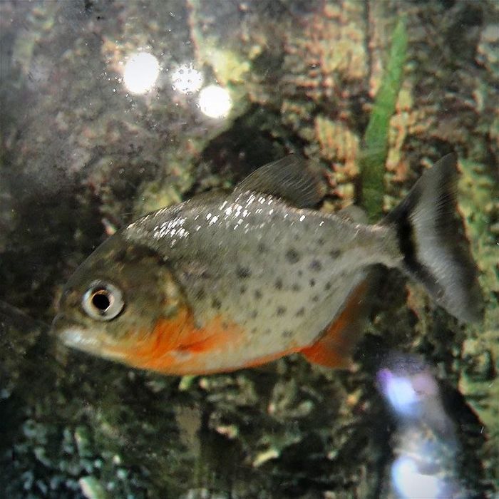 Пиранья Наттерера хищная