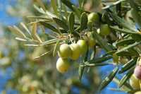 Оливковое дерево. Зайтун дарахти