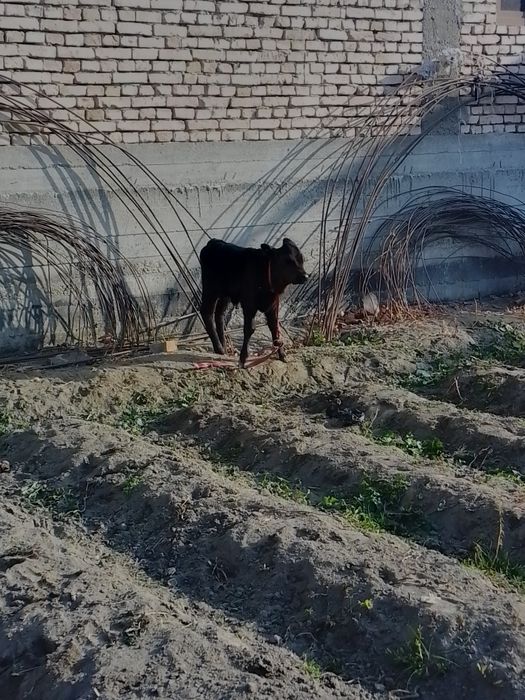 Ona bola sigir sotiladi bolasi urxochi 25 mln kami bor