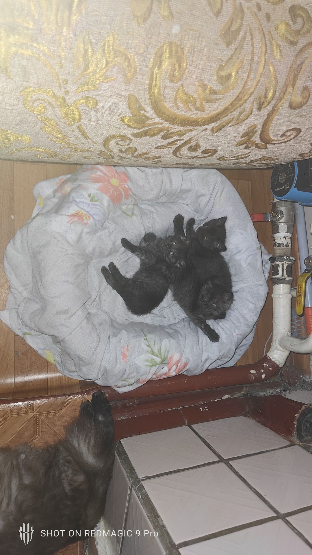 Хорошие котята ищут дом