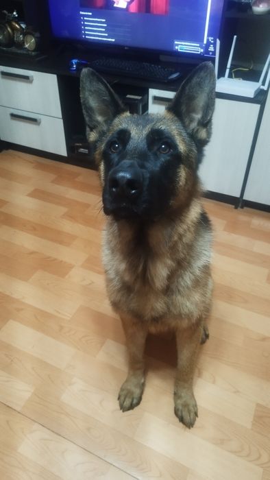 Ищем невесту !Немецкую овчарку