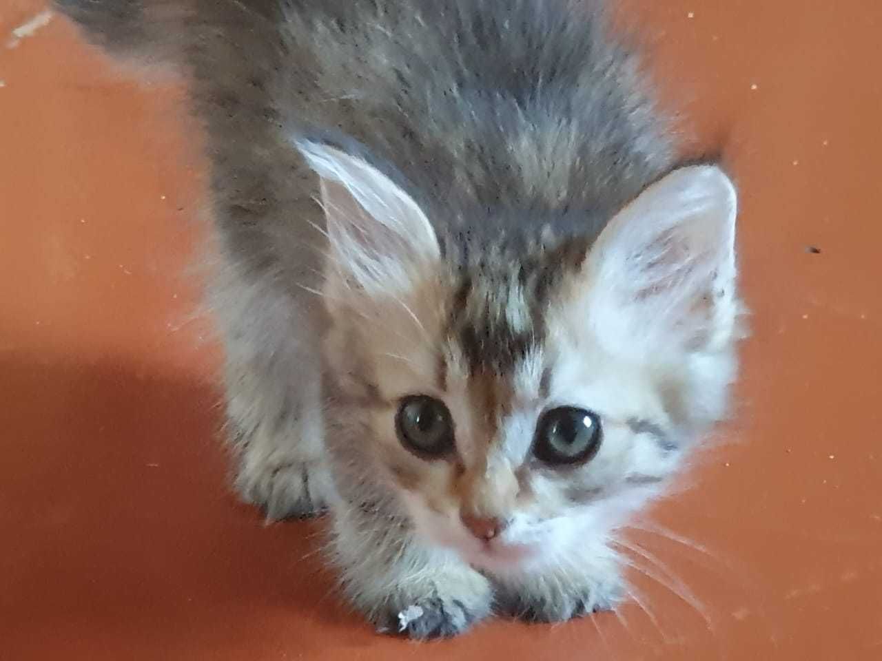 Котята домашние . Бесплатно .