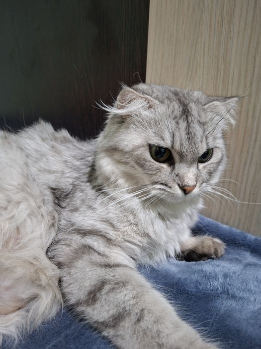 Хадяга девочка 1 марта тукган скотишфолд