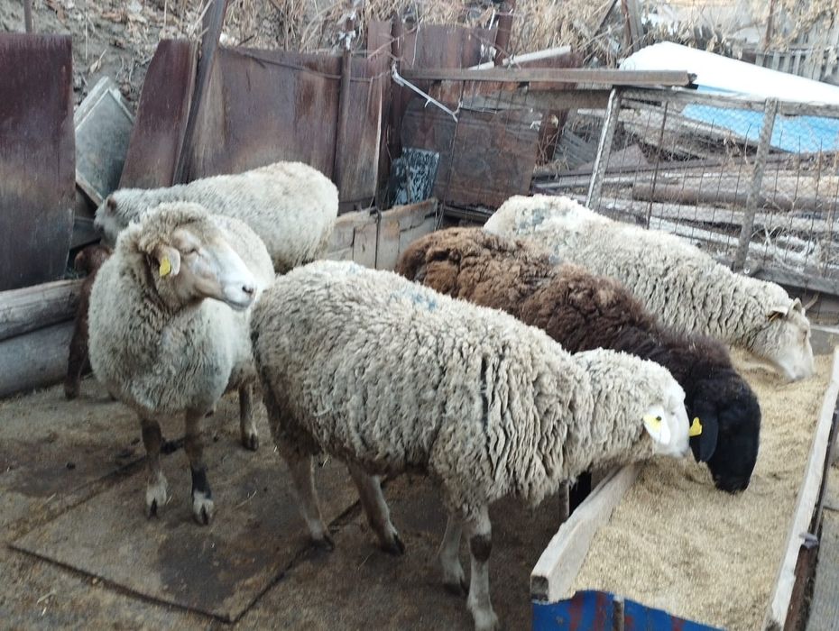 Қой сатылады Текелиде