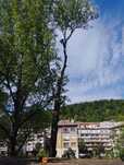 Професионално рязане на дървета и оформяне на корони