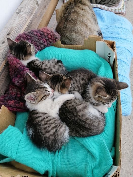 Котенца на 2 месеца