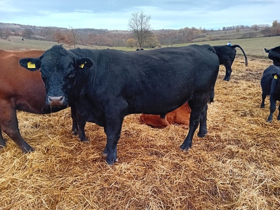 Vănd taur,mai multe detalii la telefon!