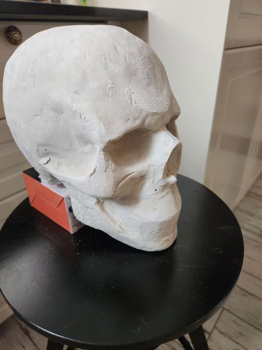 Гипсови череп в реален размер за рисуване