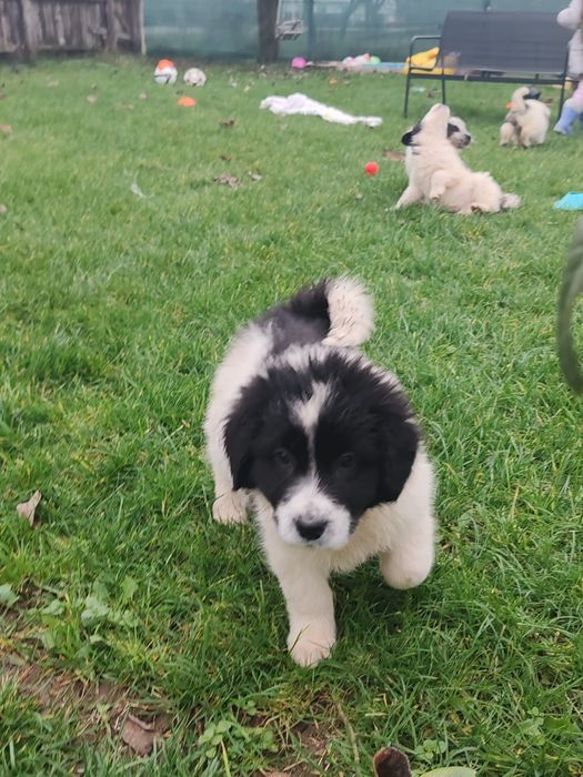 Vând pui Ciobănesc de Bucovina – femelă, 8 săptămâni