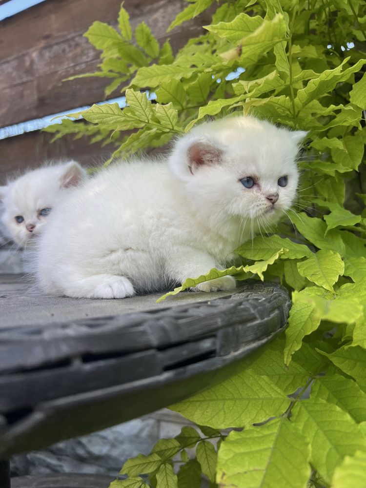 Pisicute britsh shorthair cauta stapan
