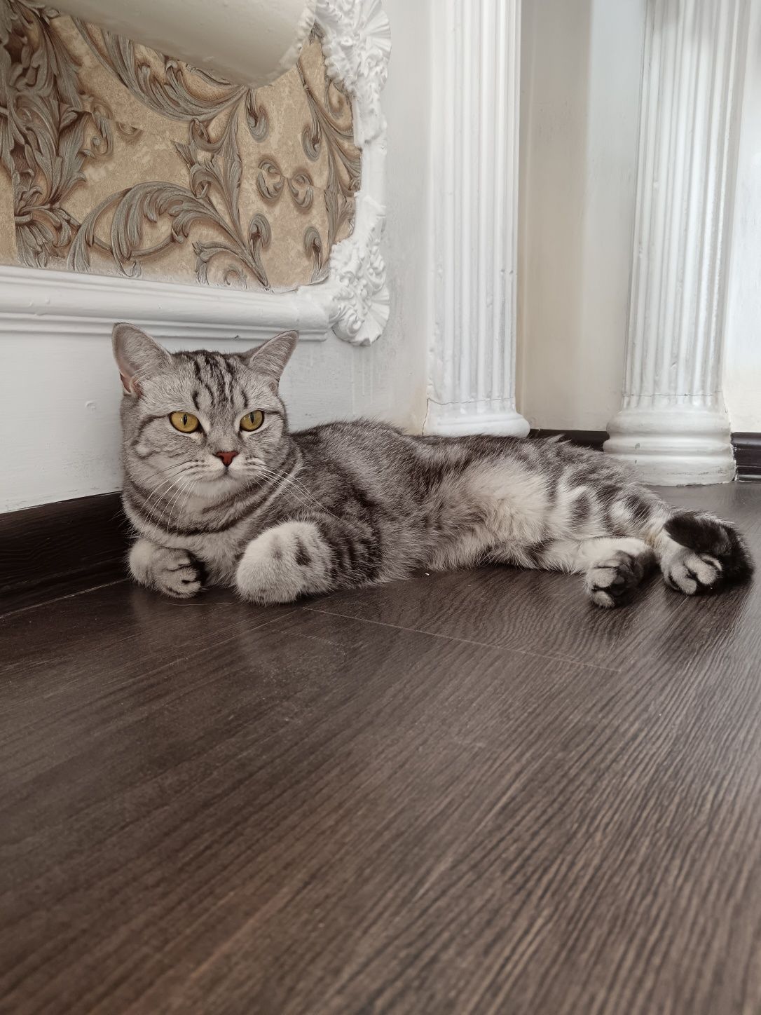 Кошка шотландский прямоухий кот срочно прадаются
