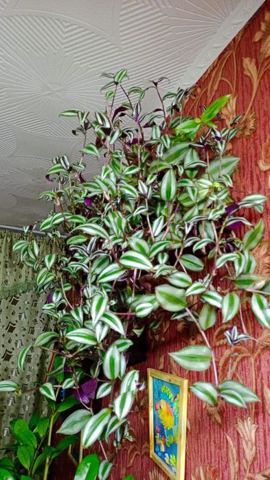 Продам цветы домашнии