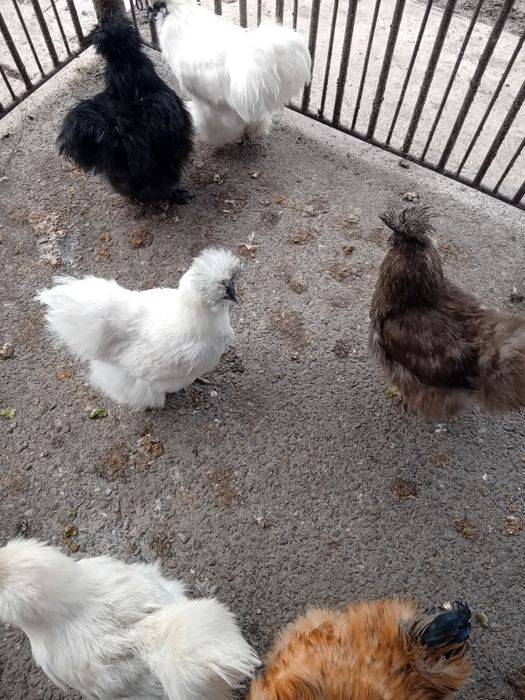 Oua matase japoneza de vanzare