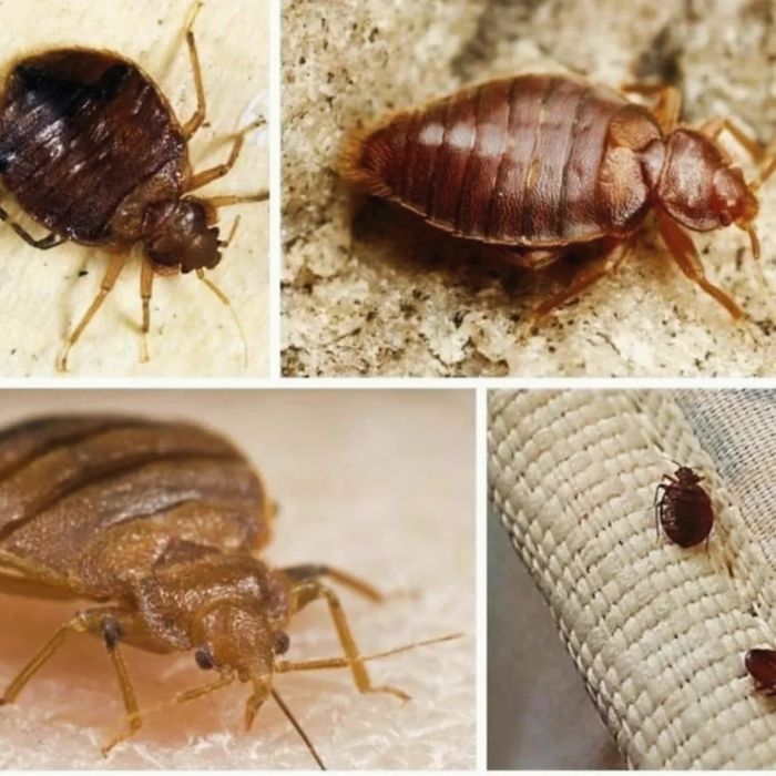 Дезинфексия хизмати 24/7