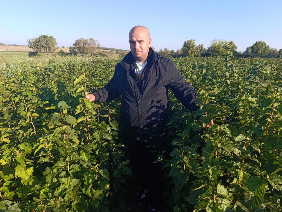 Vindem Vita de vie, pomi fructiferi - plantam si livram in toata tara