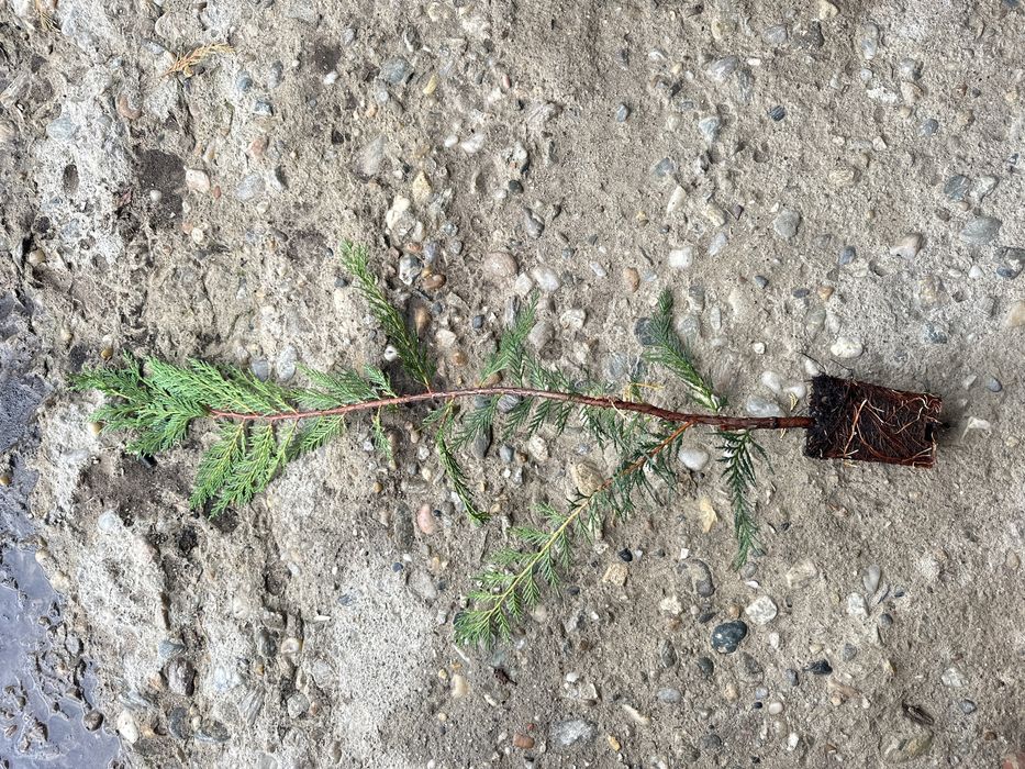 Leylandii pentru gard viu  de la 13 lei 70-80 cm pana la 2,5  m .