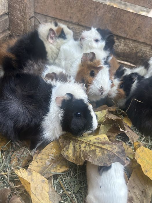 Vand porcusori de guineea