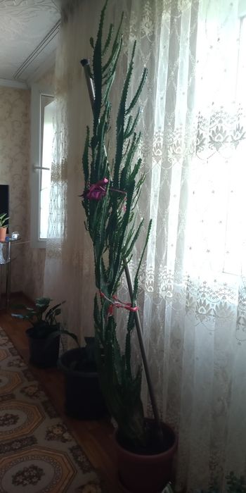 Домашние декоративные цветы фикус три вида и Дракоша