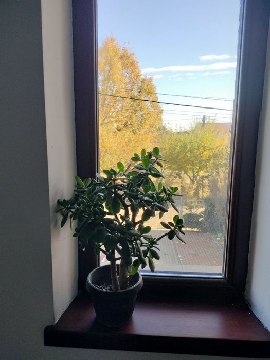 Planta banilor (Crassula ovata, copacul banilor)