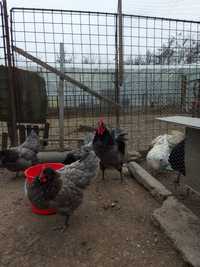 Oua Australorp pentru incubat