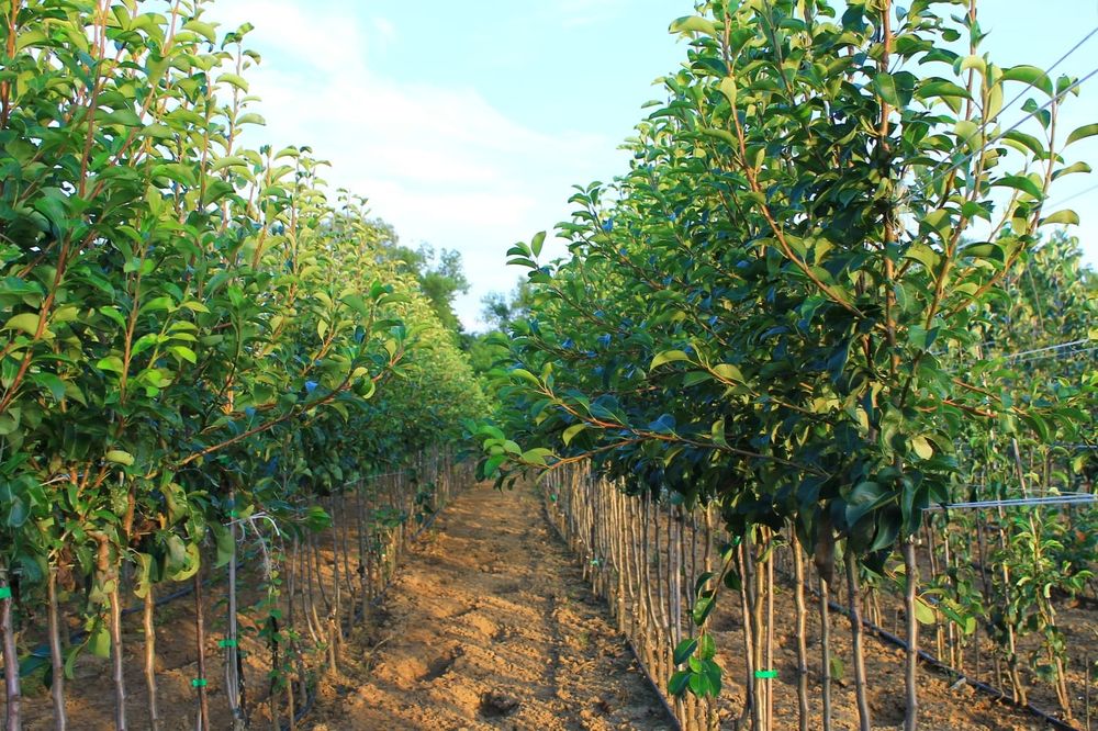 Pepiniera Cristea Ioan