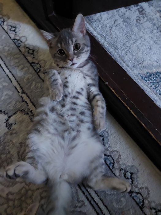 Skotish start qiz bola