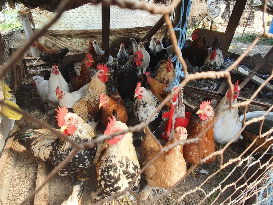 Gaini pitice de casa