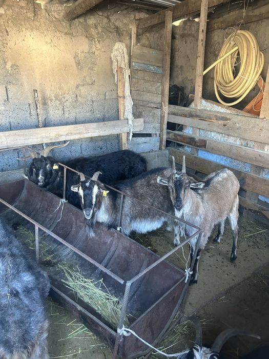 Продаются козы оптом