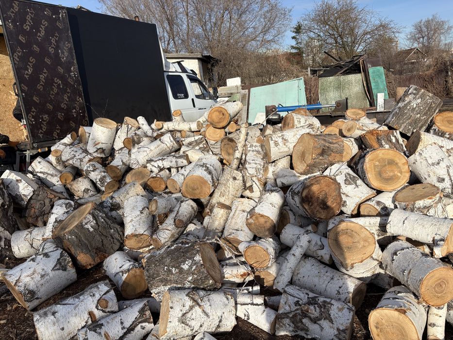 Отын жарылган ак кайын