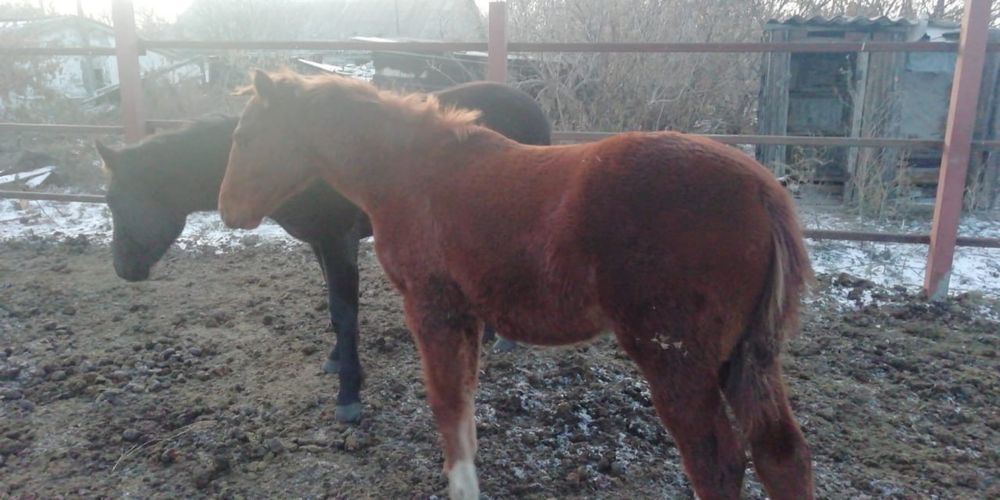 Продам апрельских жеребят